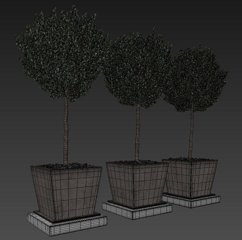 Boxwood - Set-8 three trees in concrete pots 3D model_4