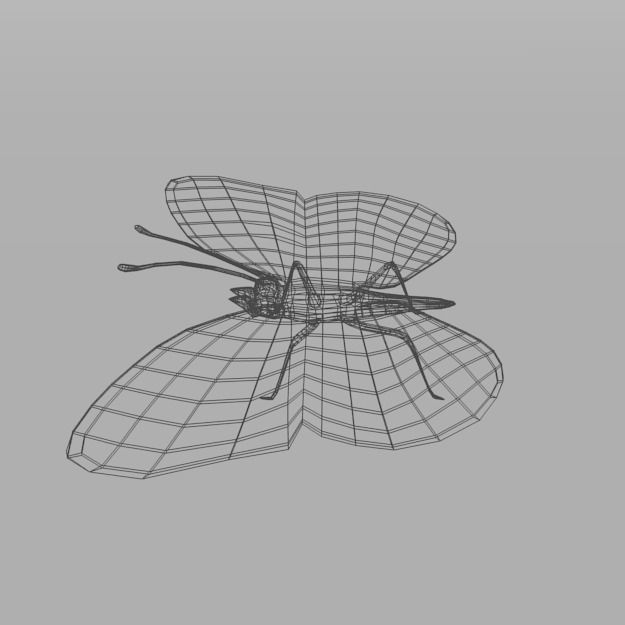 Butterfly 89 Low-poly 3D model_7