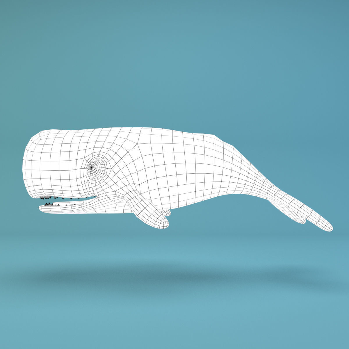 Cartoon Whale Low-poly 3D model_9
