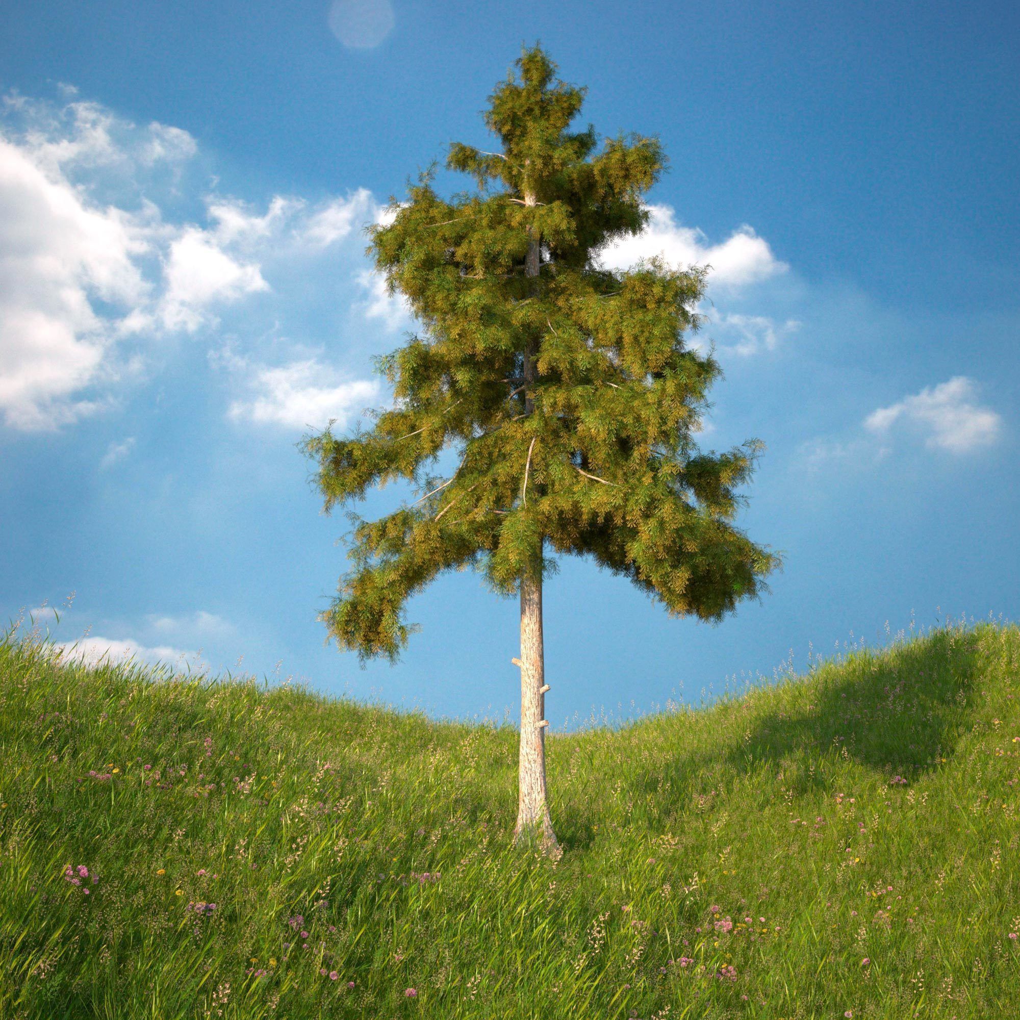 Cedar Tree Collection 5 Models 3D model_7