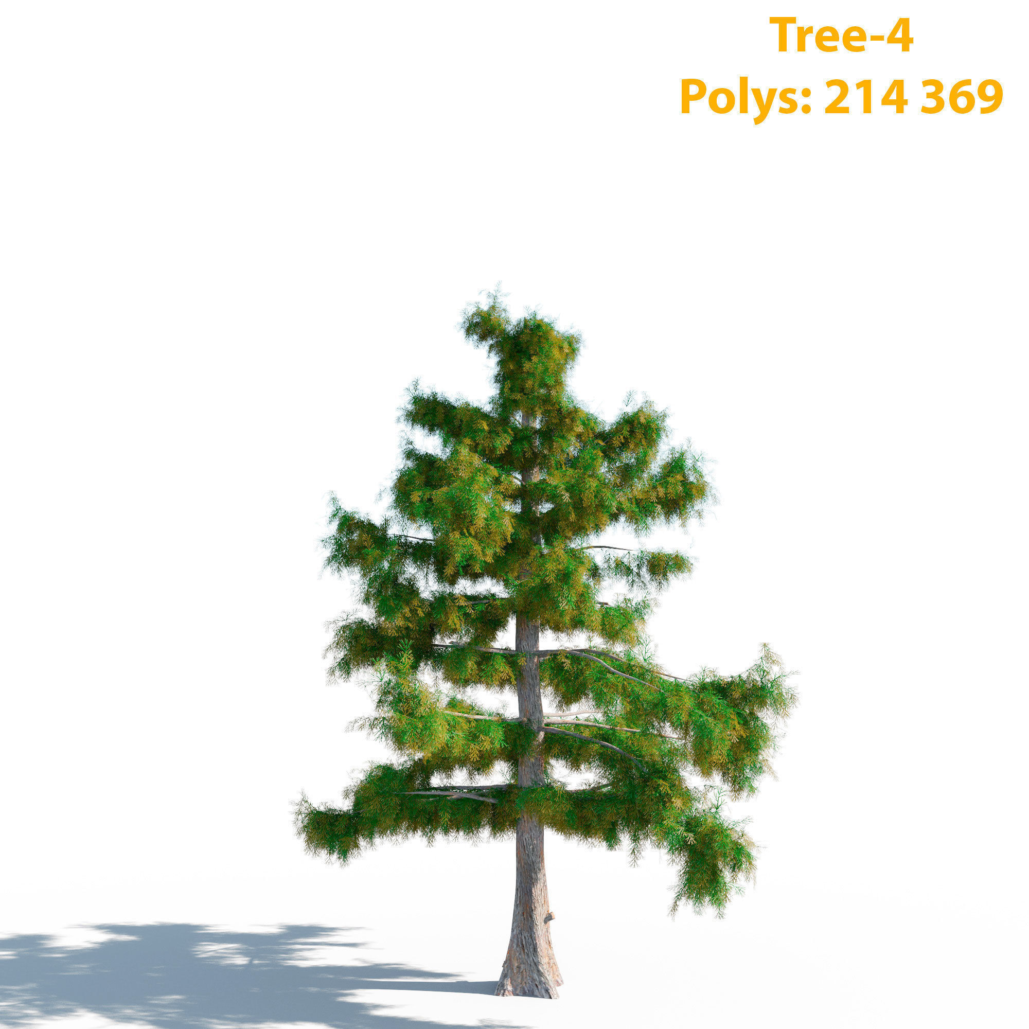 Cedar Tree Collection 5 Models 3D model_11