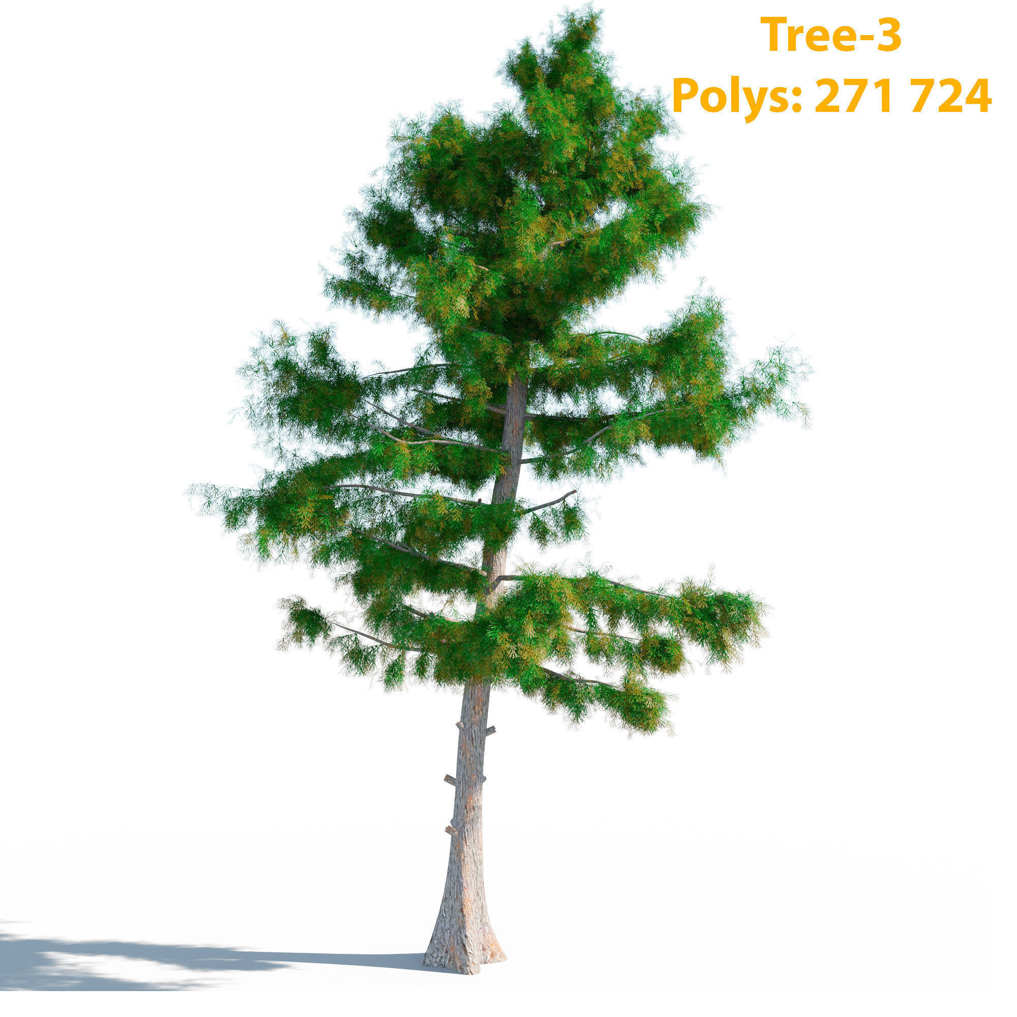 Cedar Tree Collection 5 Models 3D model_10