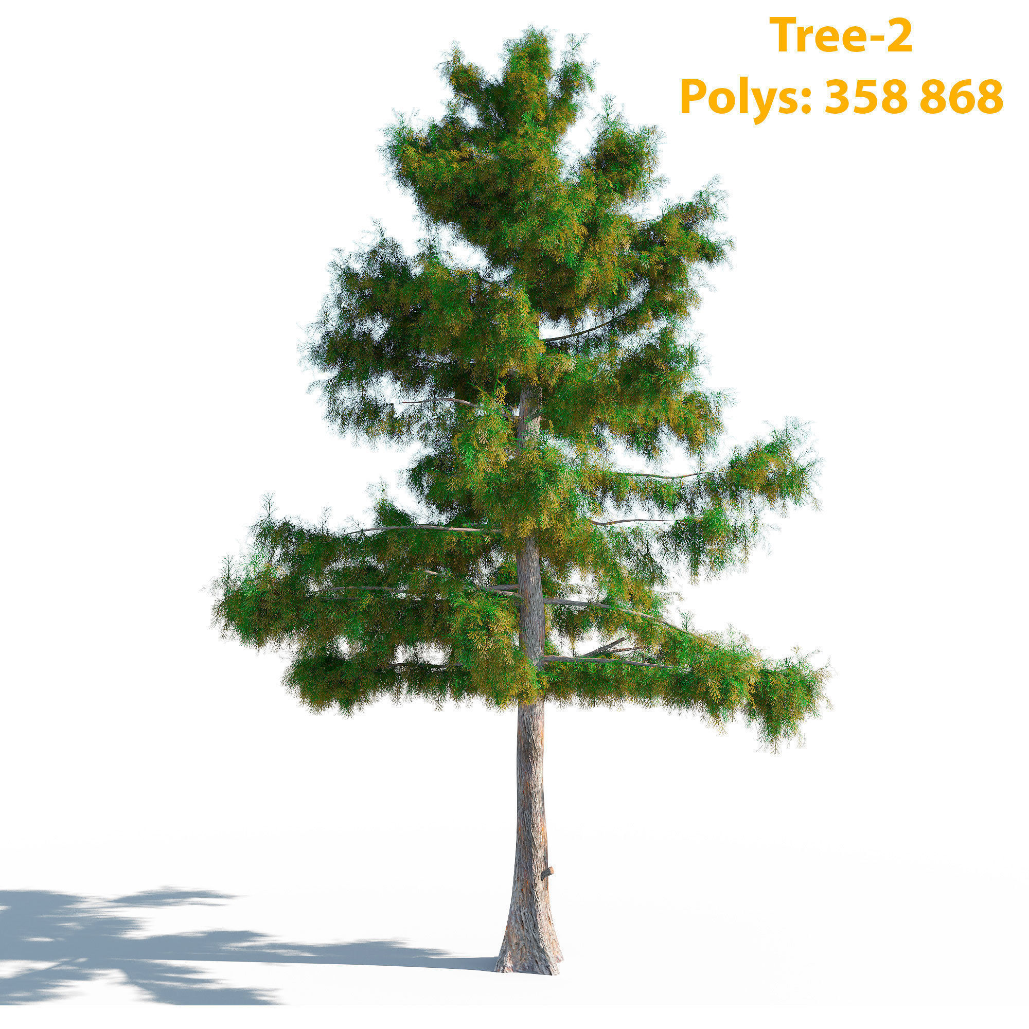 Cedar Tree Collection 5 Models 3D model_9