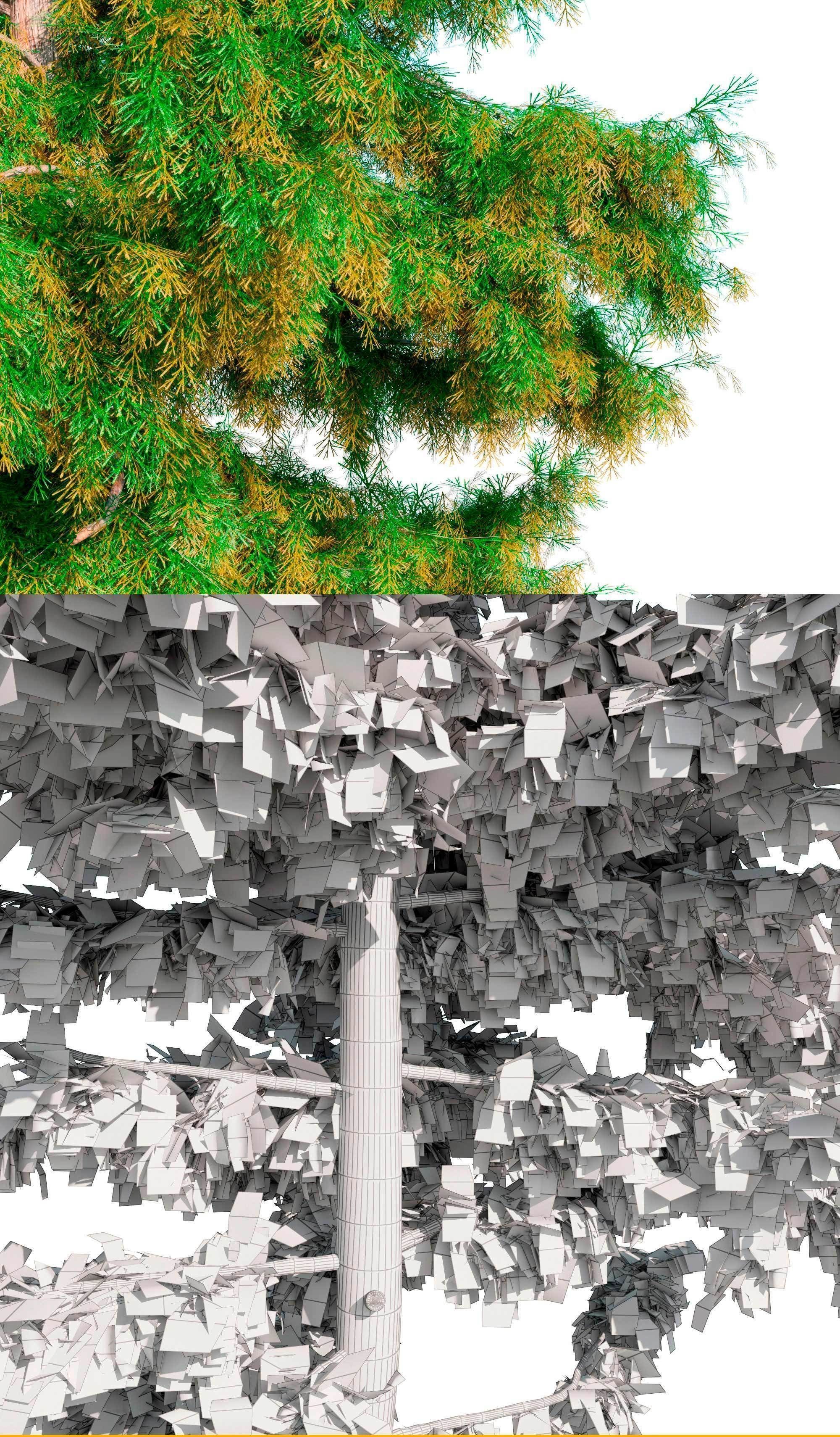 Cedar Tree Collection 5 Models 3D model_13