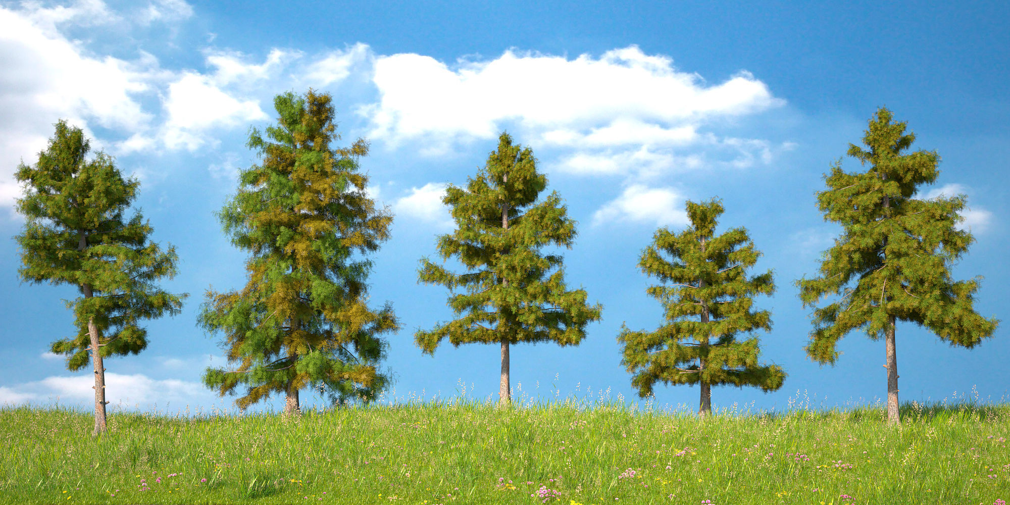 Cedar Tree Collection 5 Models 3D model_1