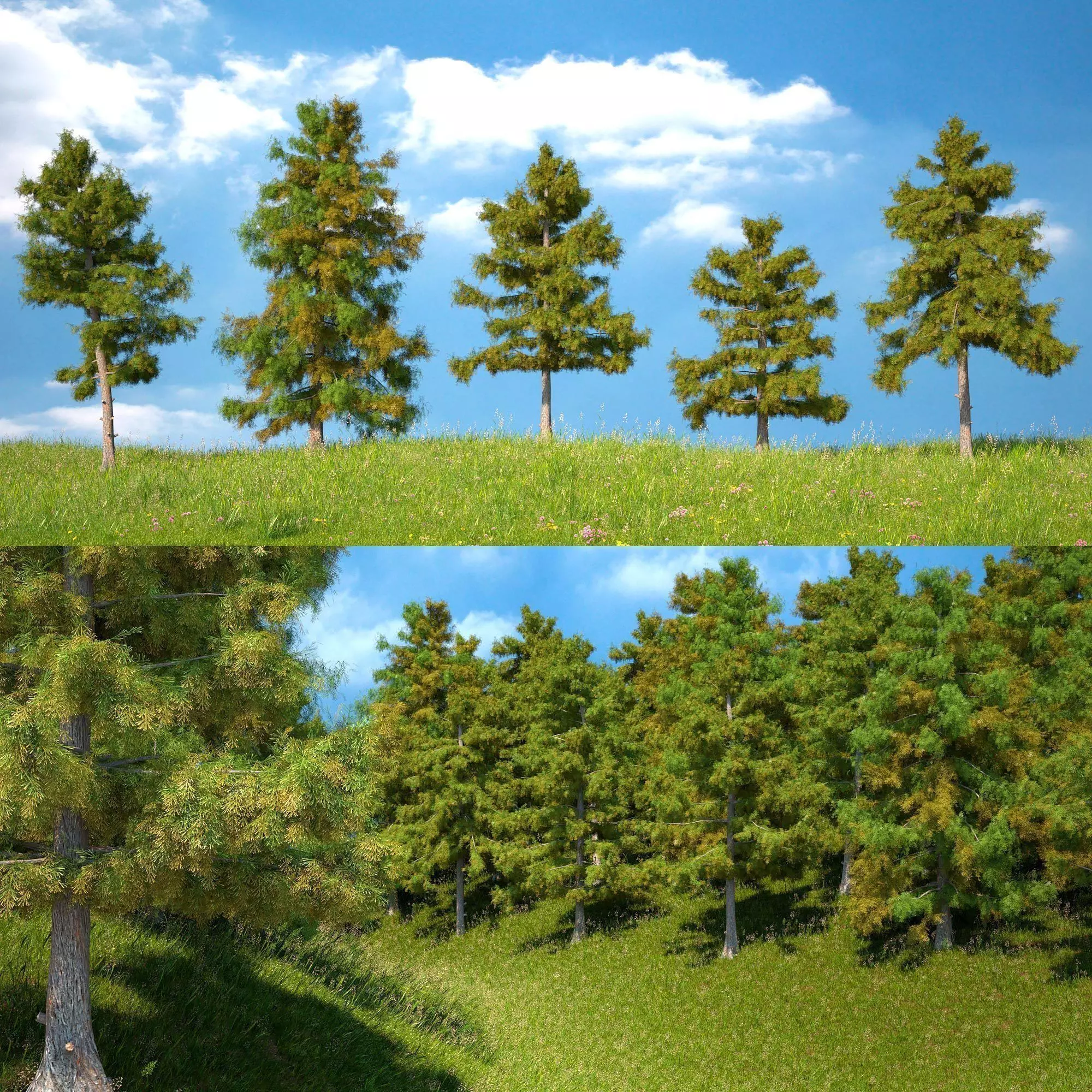 Cedar Tree Collection 5 Models 3D model_0