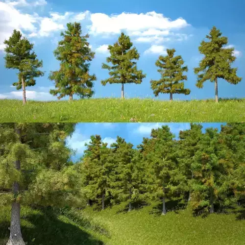 Cedar Tree Collection 5 Models 3D model