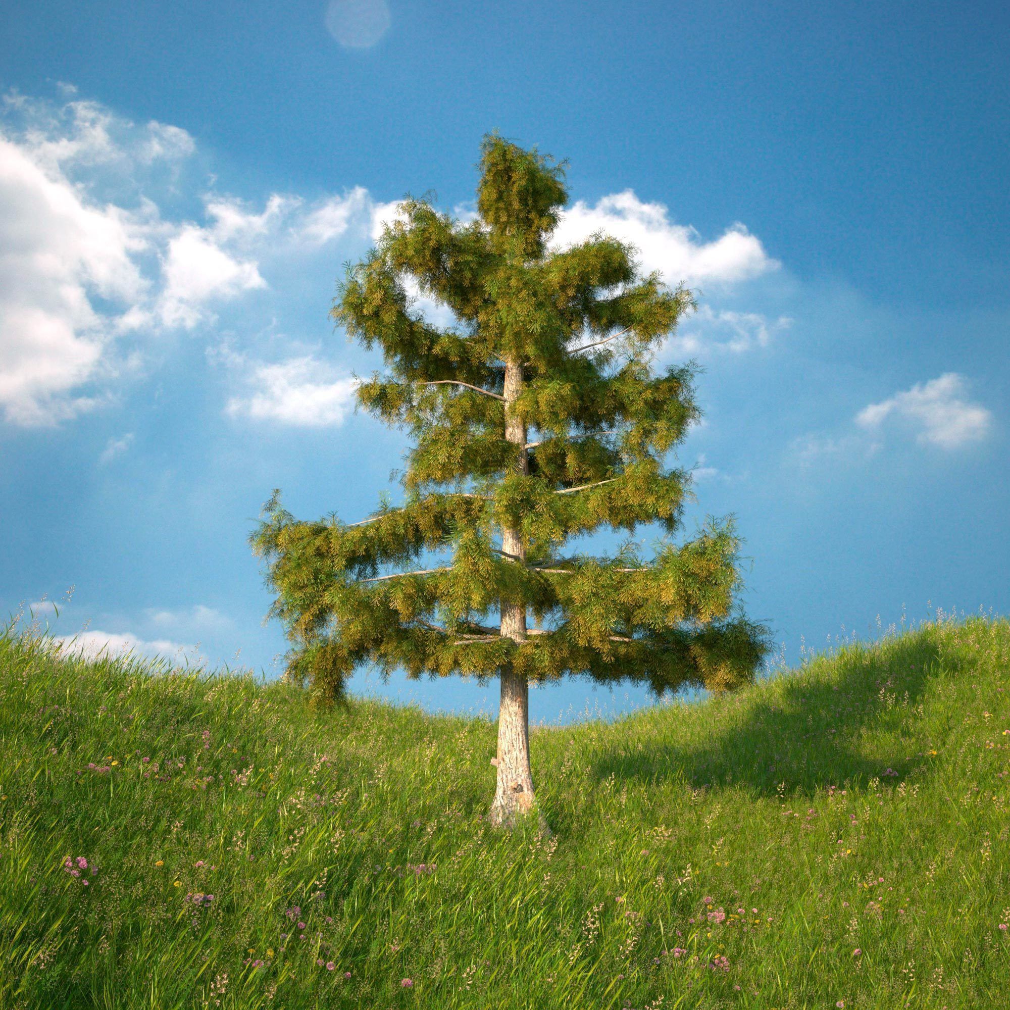 Cedar Tree Collection 5 Models 3D model_6