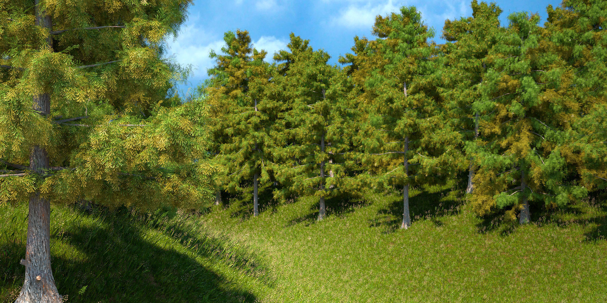 Cedar Tree Collection 5 Models 3D model_2