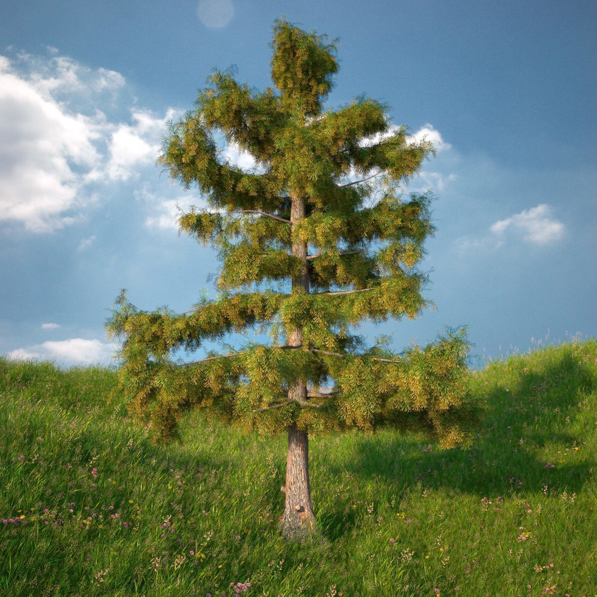 Cedar Tree Collection 5 Models 3D model_4