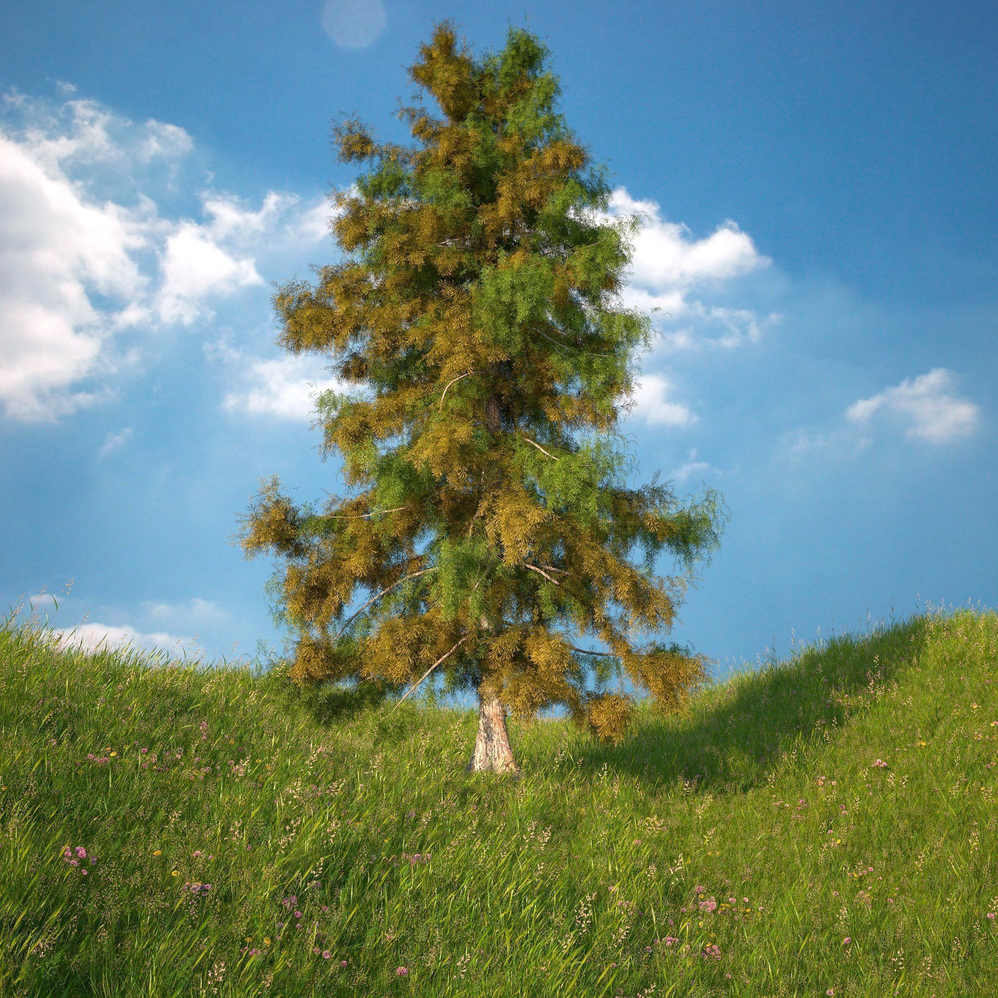 Cedar Tree Collection 5 Models 3D model_3