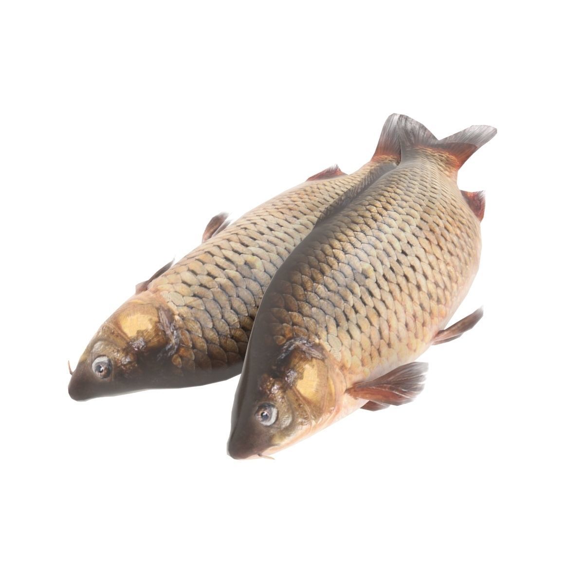 Fish counter 3D model_11