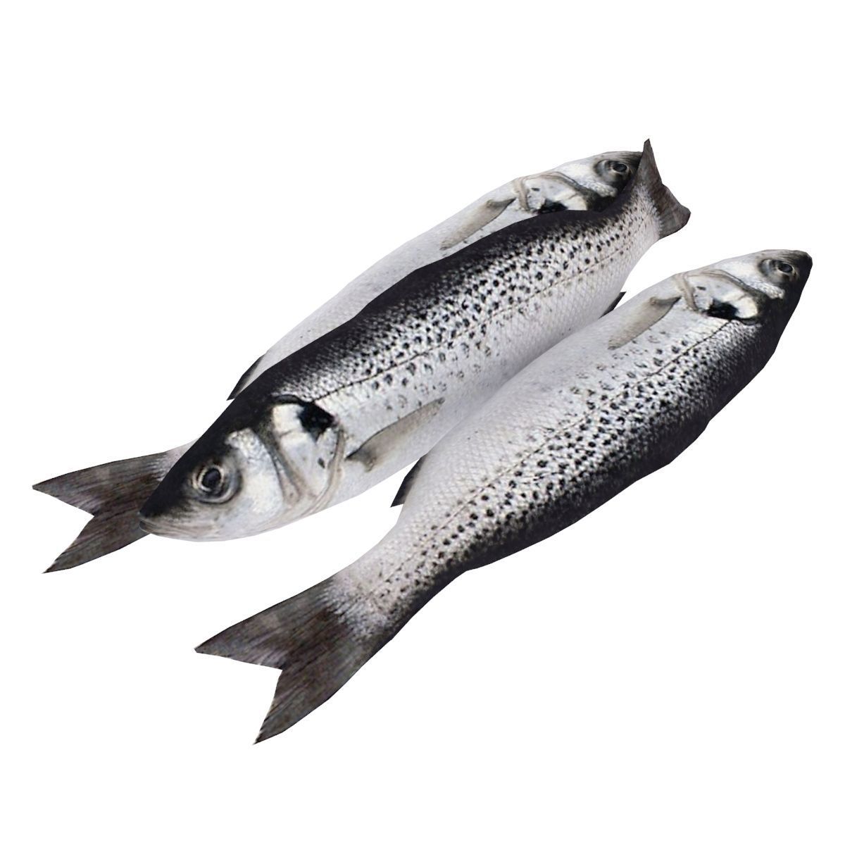 Fish counter 3D model_5