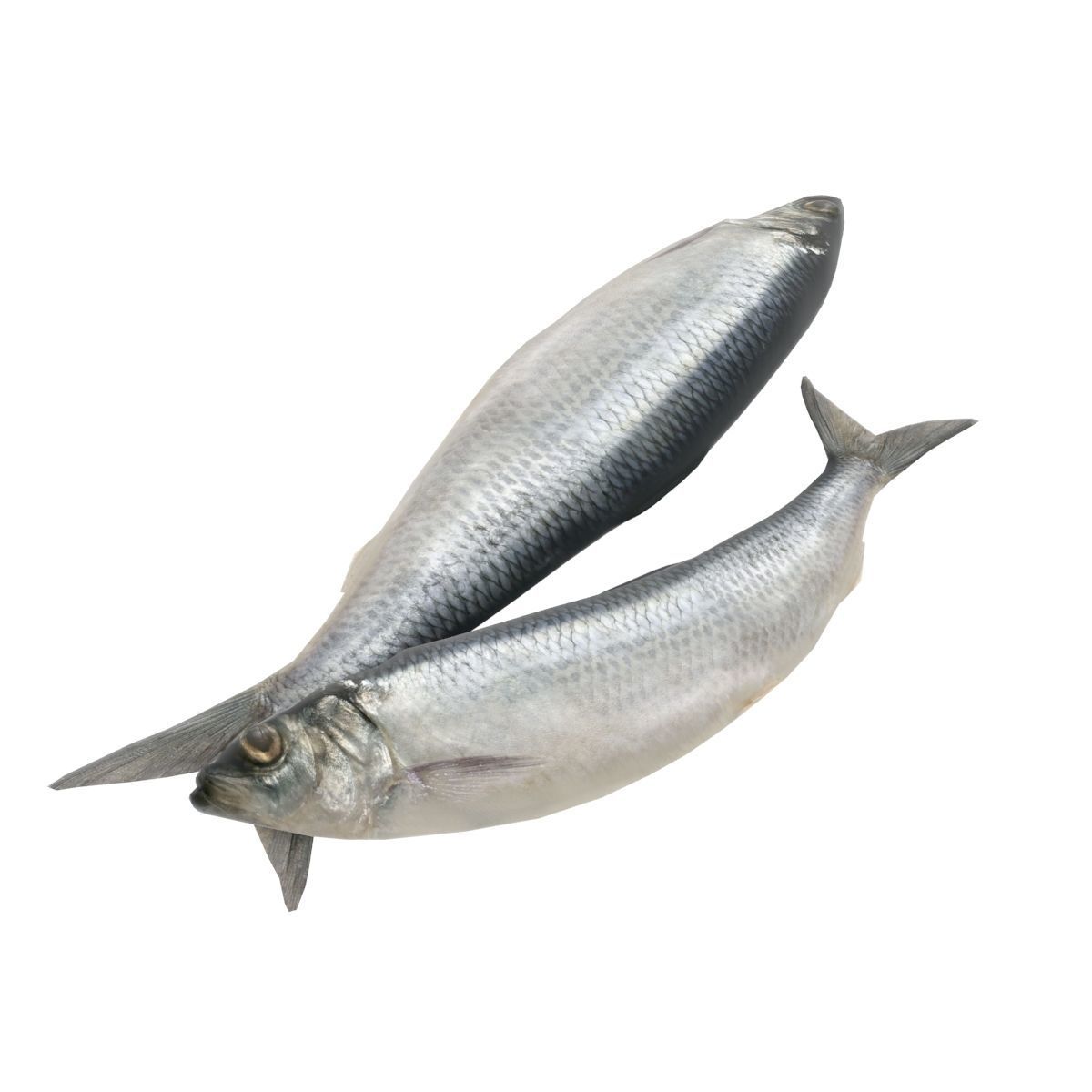 Fish counter 3D model_9