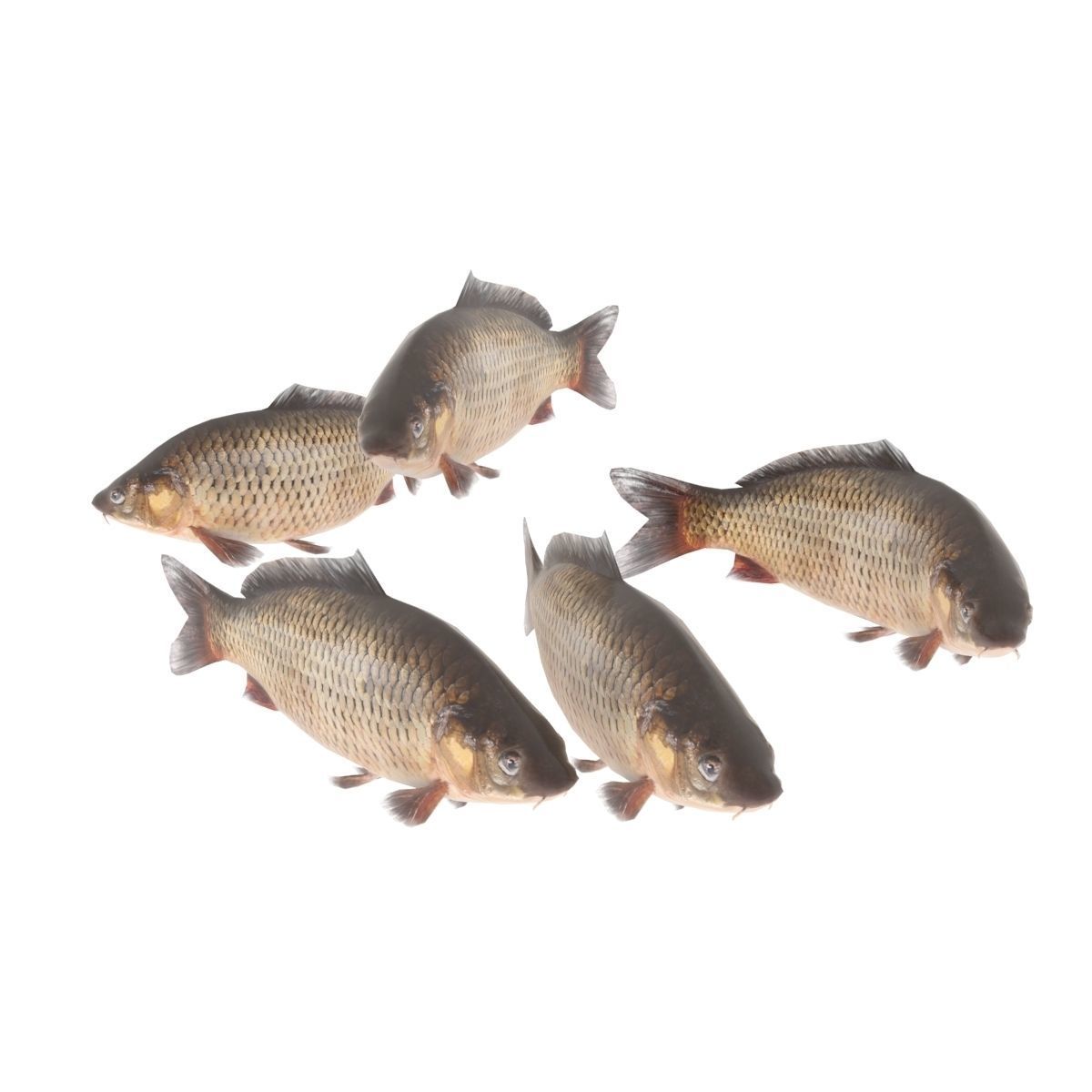 Fish counter 3D model_10