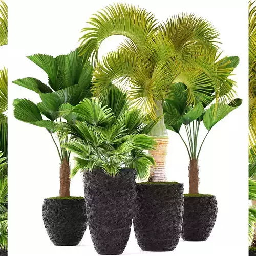 Palms palm tree in pot