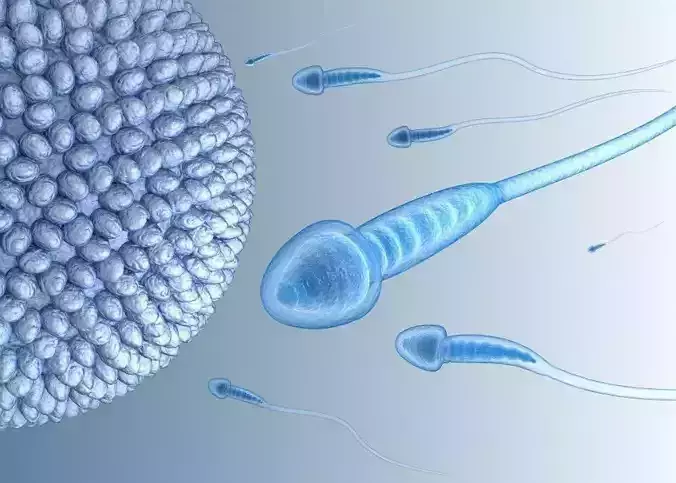 Sperm and inner structure in details 3D model