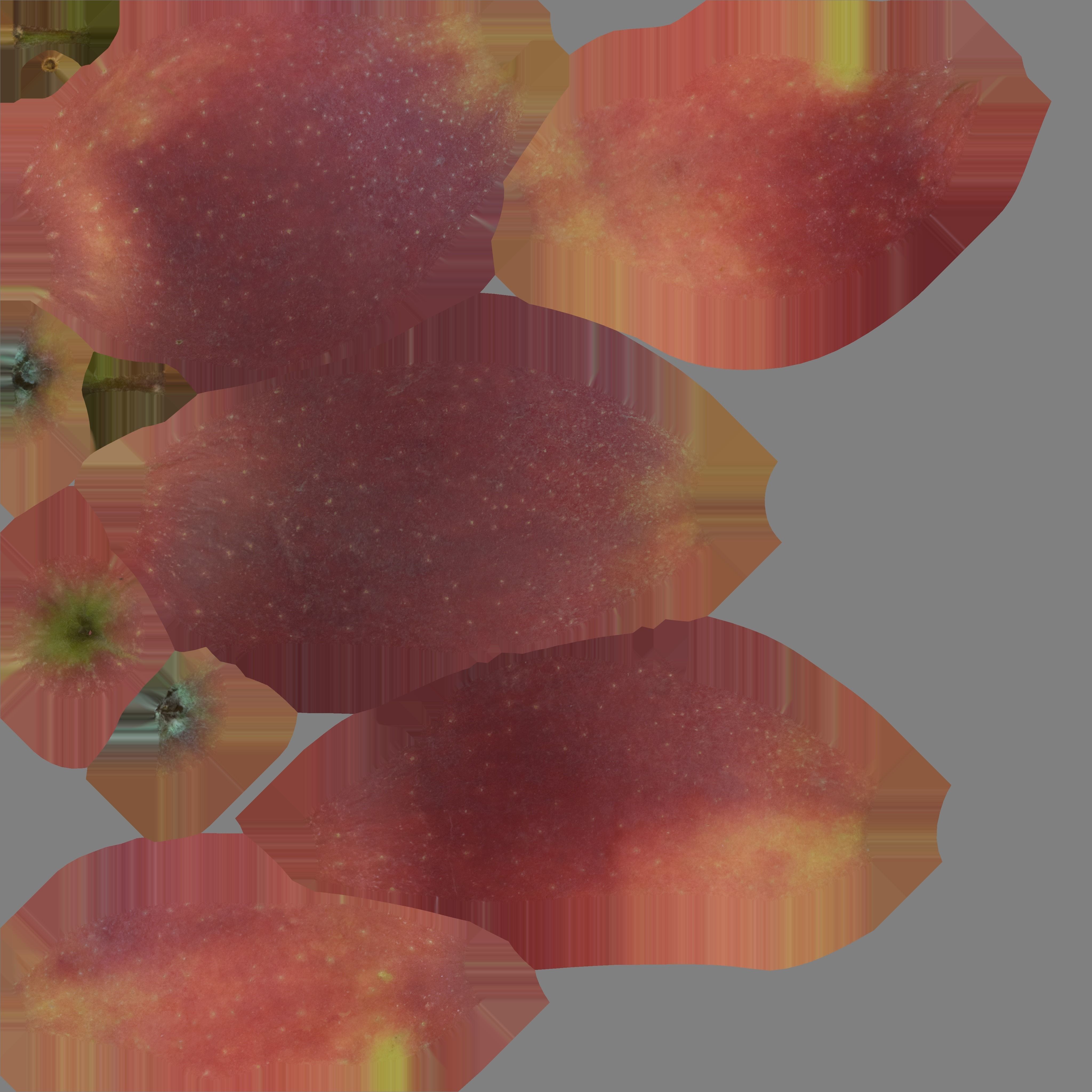 3D Scanned apple collection 01 Low-poly 3D model_13