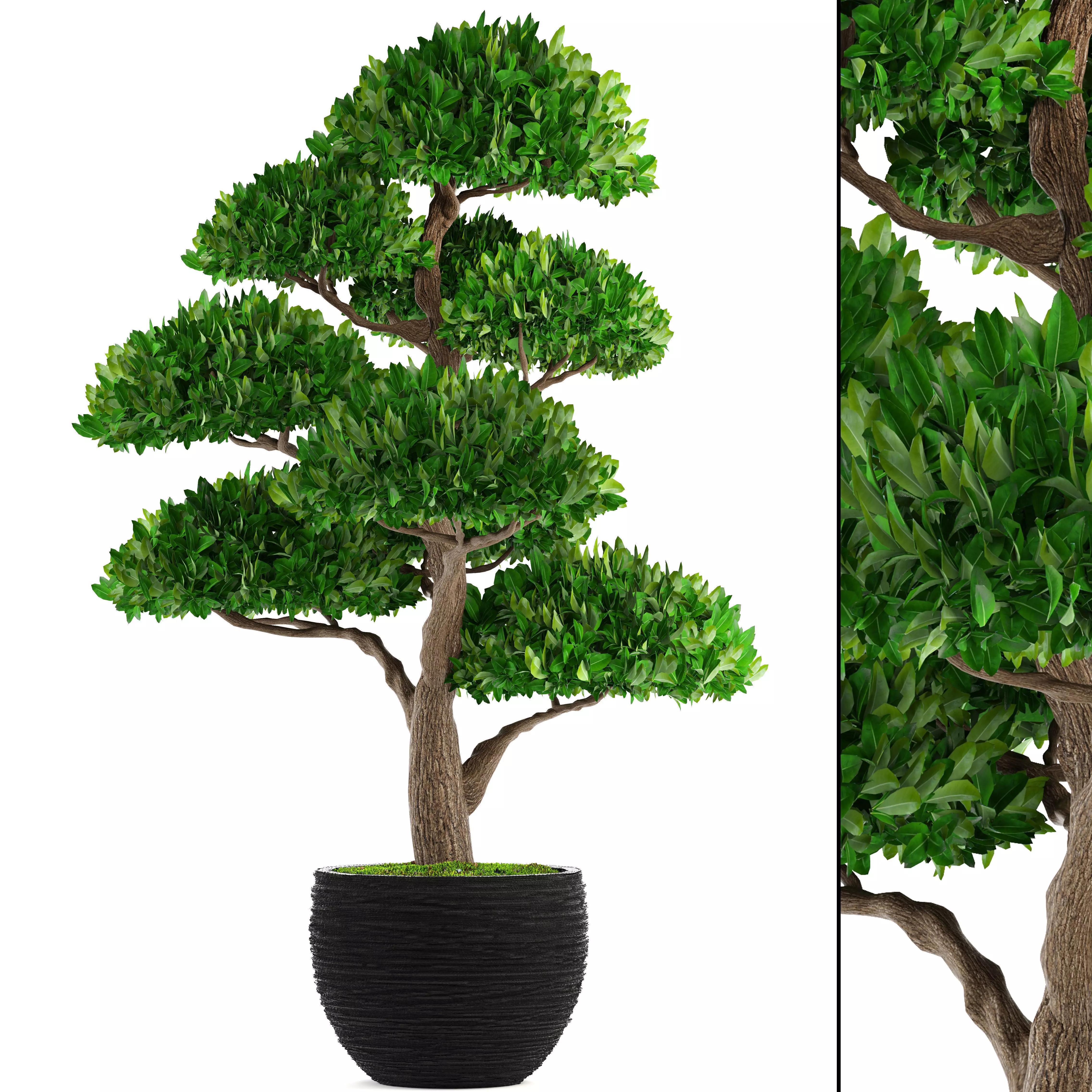 Bonsai tree 3D model_0