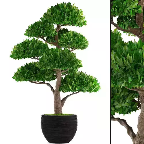Bonsai tree