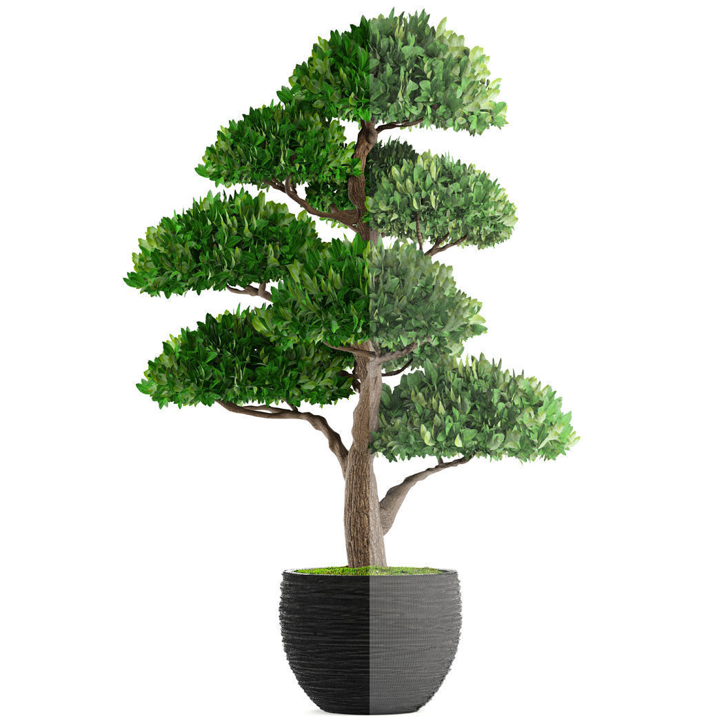 Bonsai tree 3D model_3