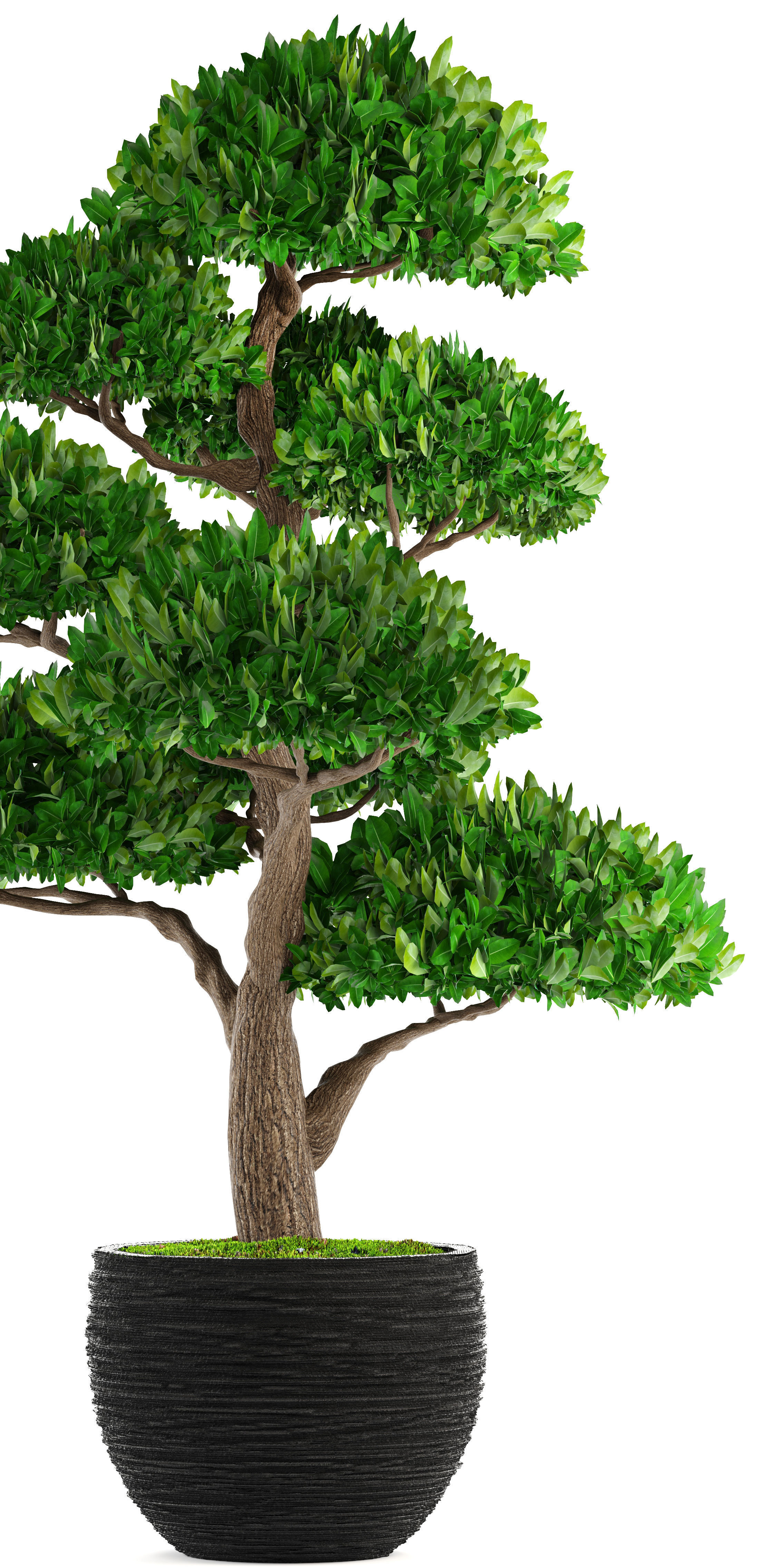 Bonsai tree 3D model_6