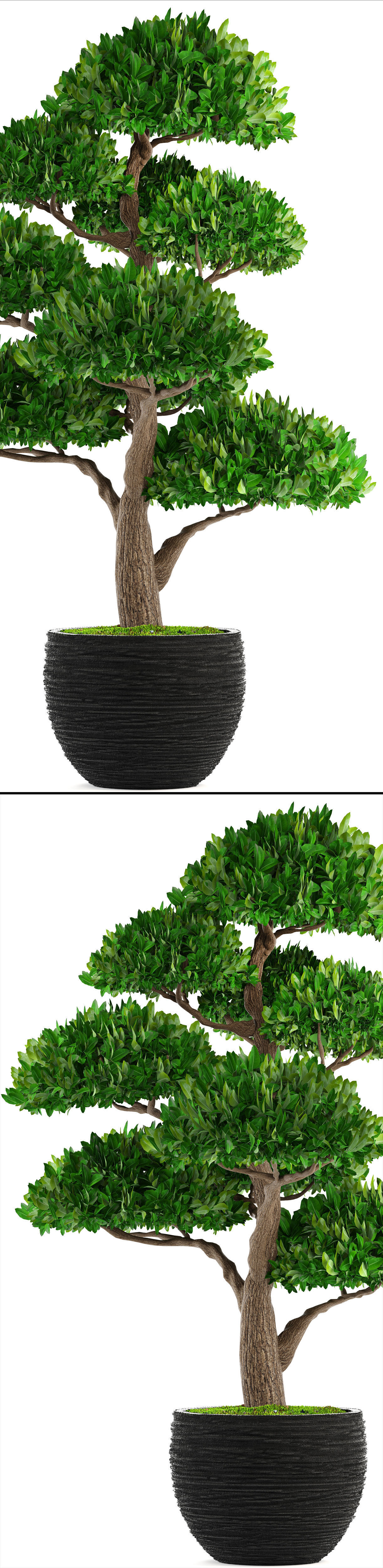 Bonsai tree 3D model_7