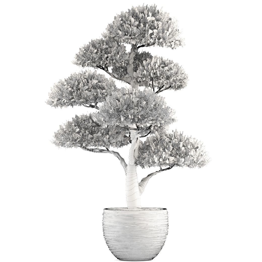 Bonsai tree 3D model_5
