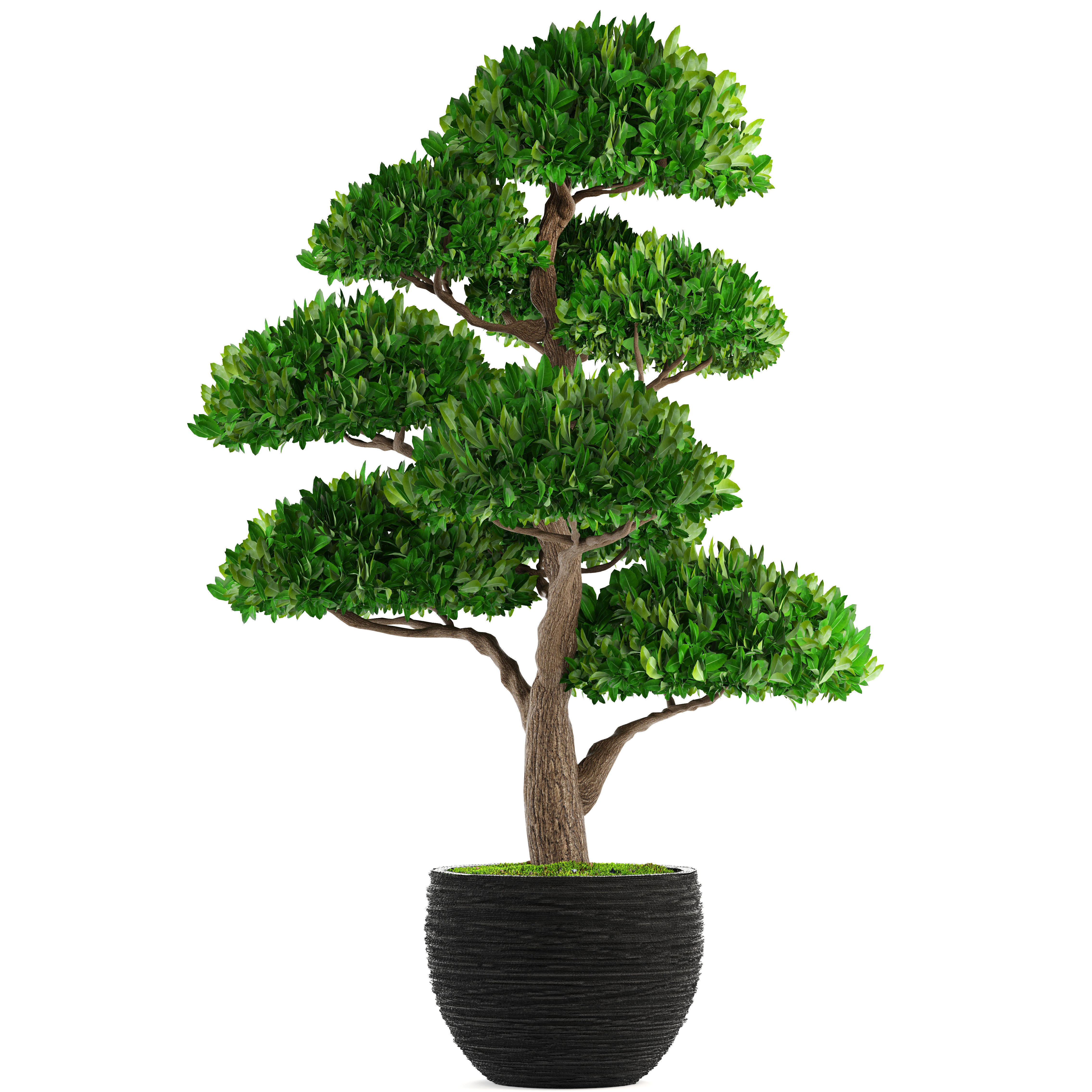 Bonsai tree 3D model_10