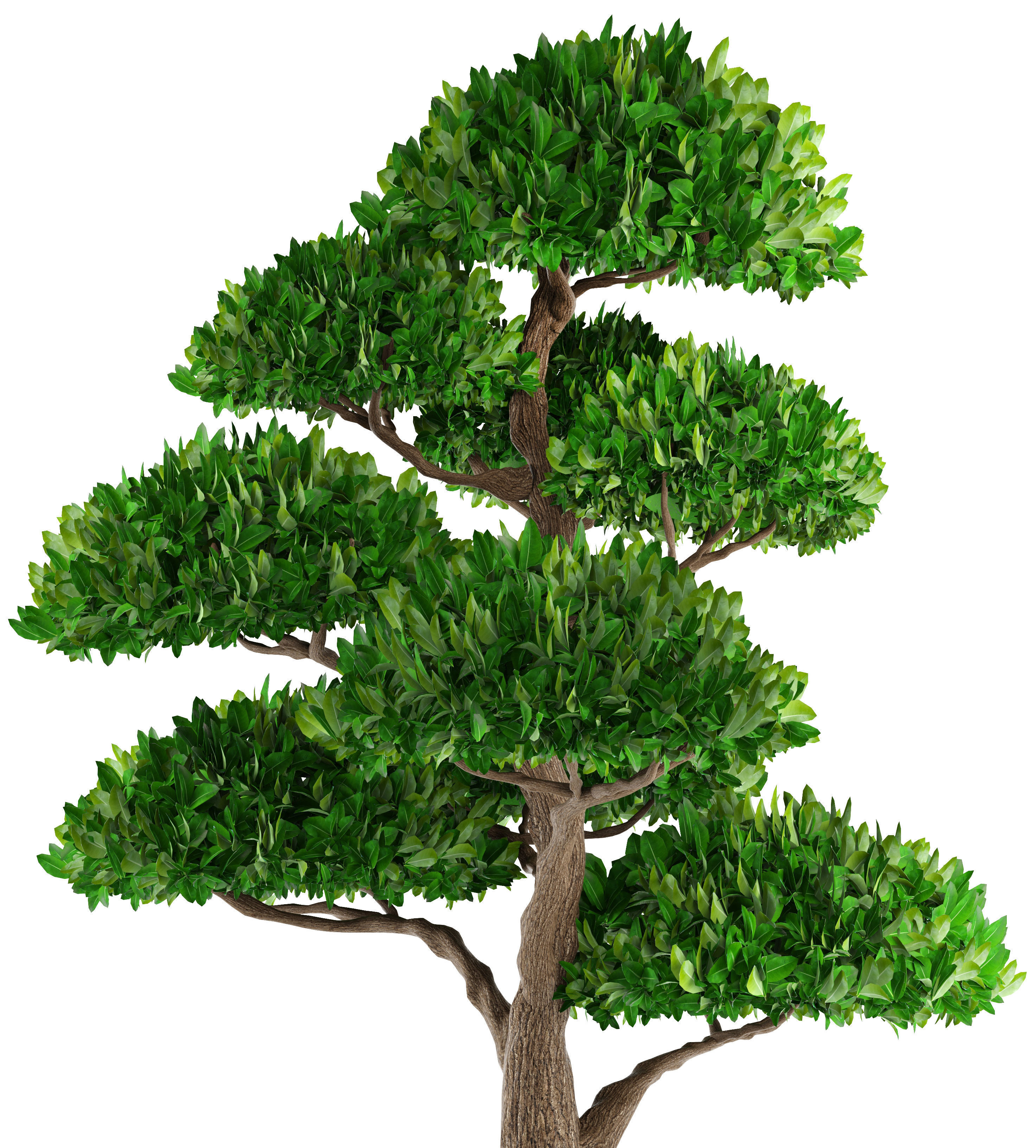 Bonsai tree 3D model_1