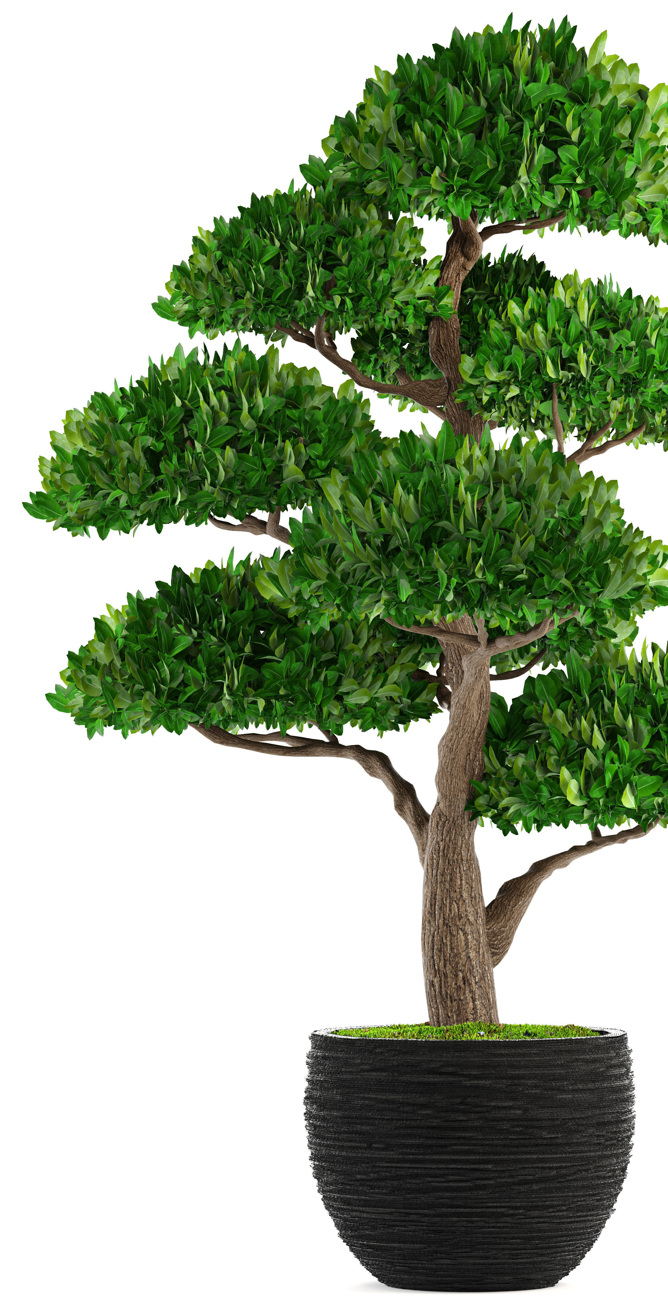 Bonsai tree 3D model_8