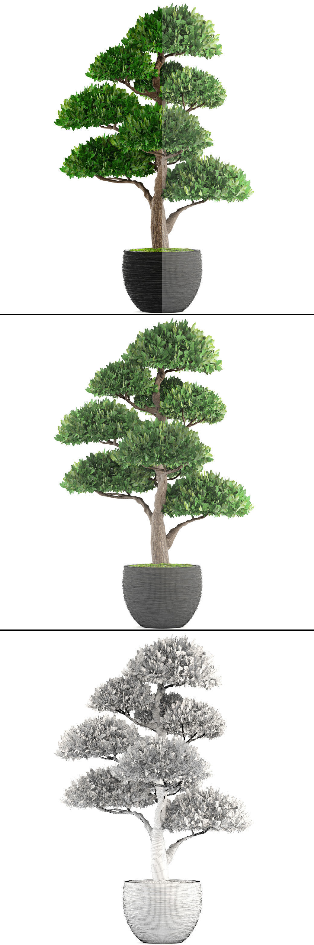 Bonsai tree 3D model_2