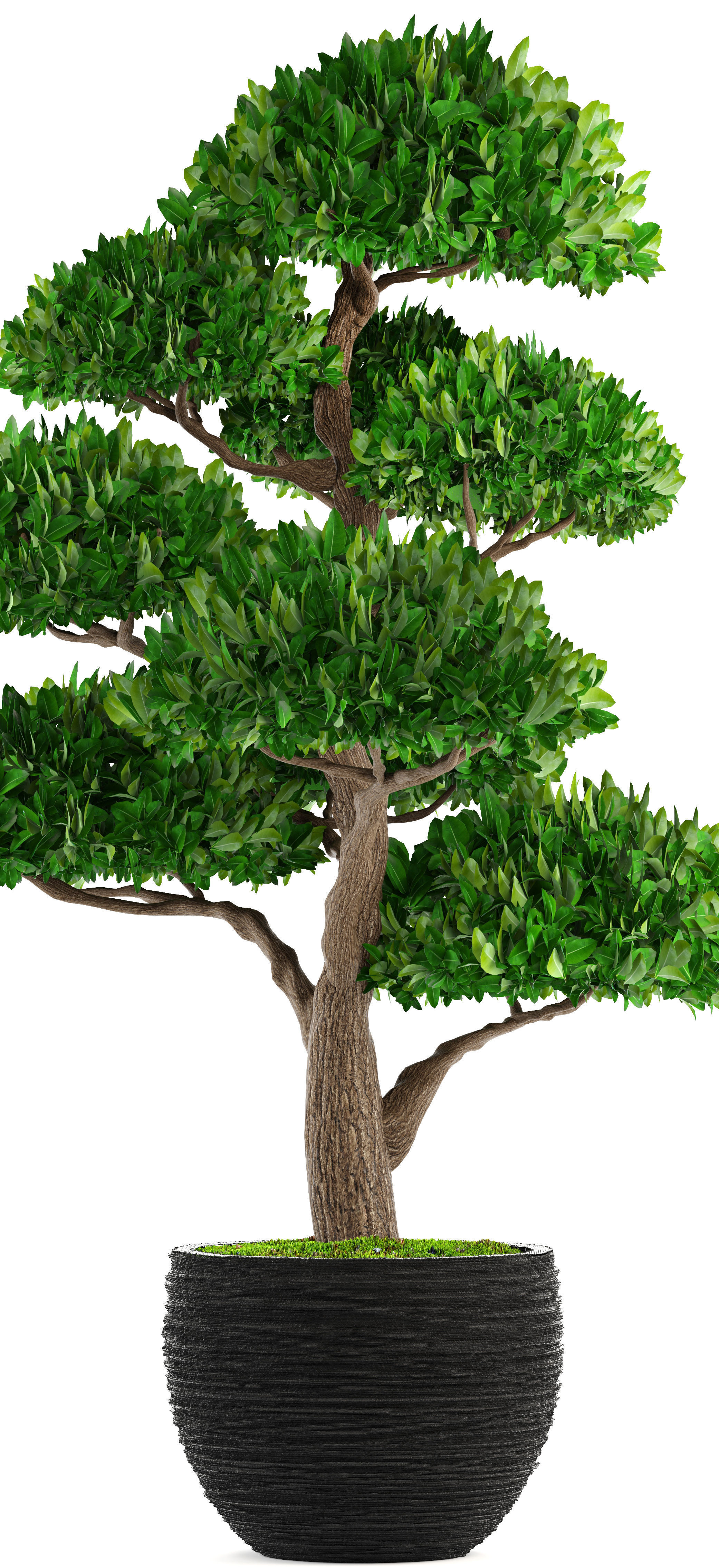 Bonsai tree 3D model_9