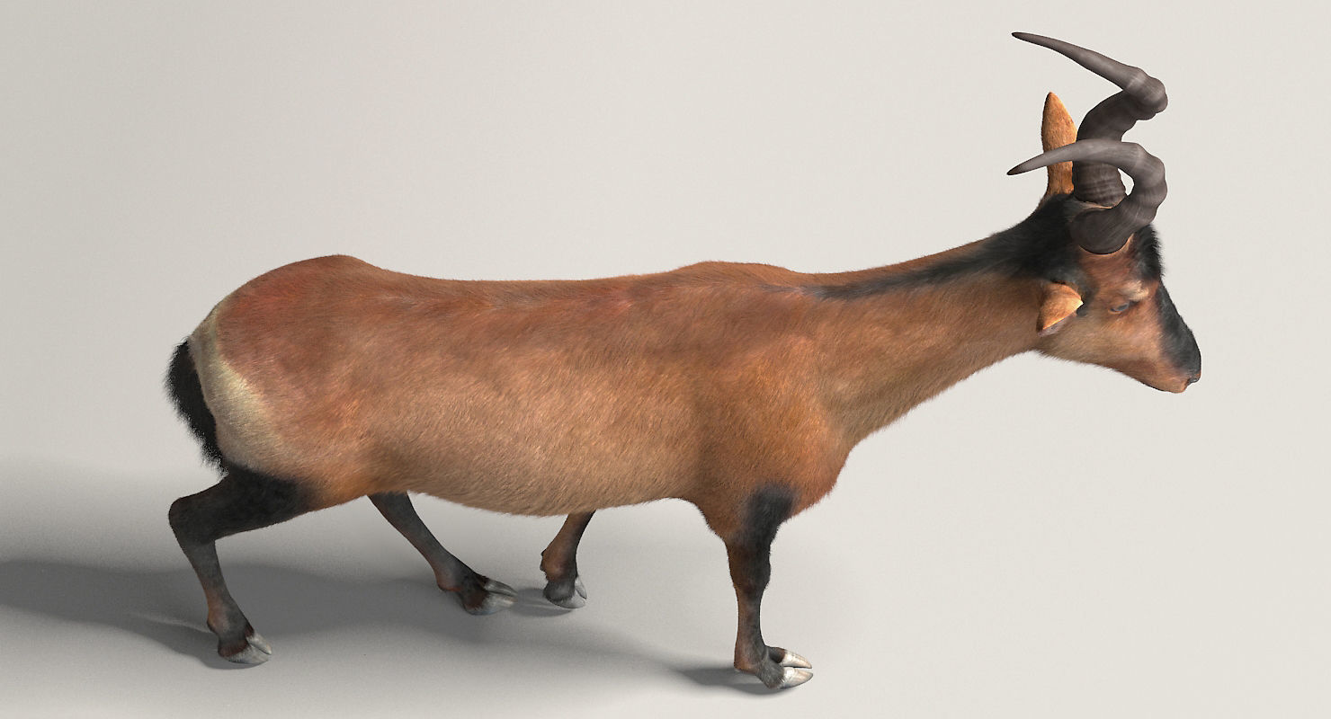 RED HARTEBEEST 3D model_5