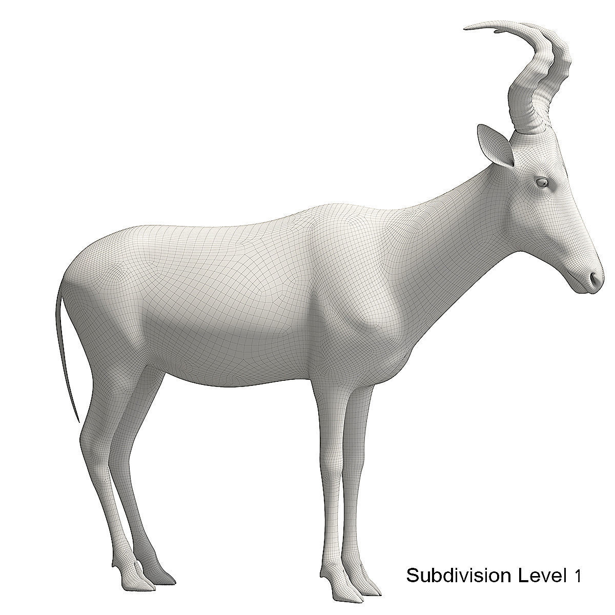 RED HARTEBEEST 3D model_14