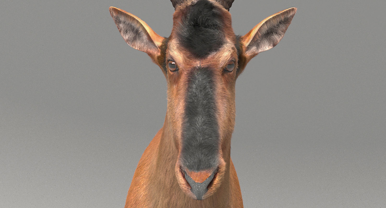 RED HARTEBEEST 3D model_8