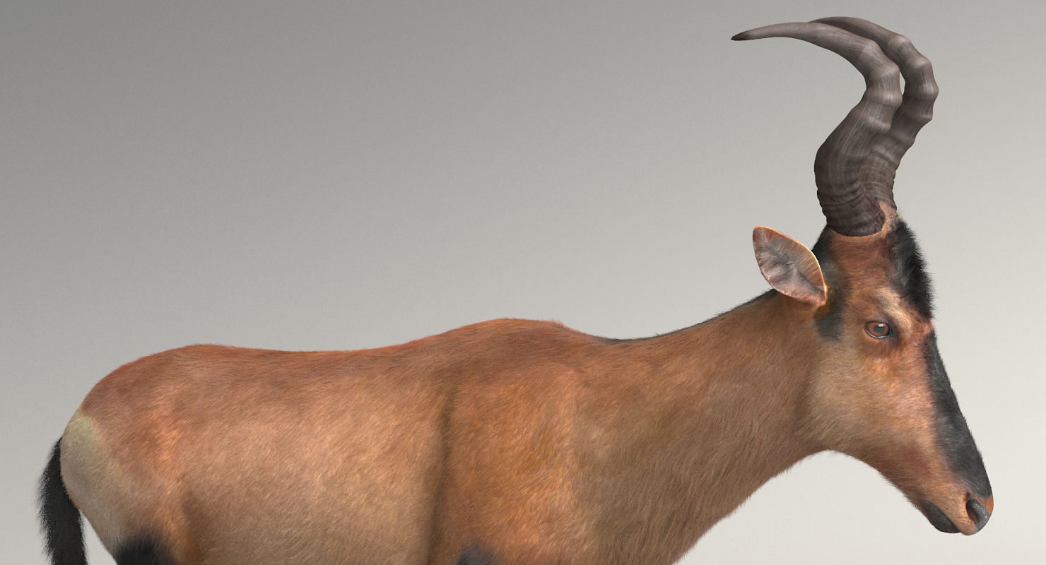 RED HARTEBEEST 3D model_6