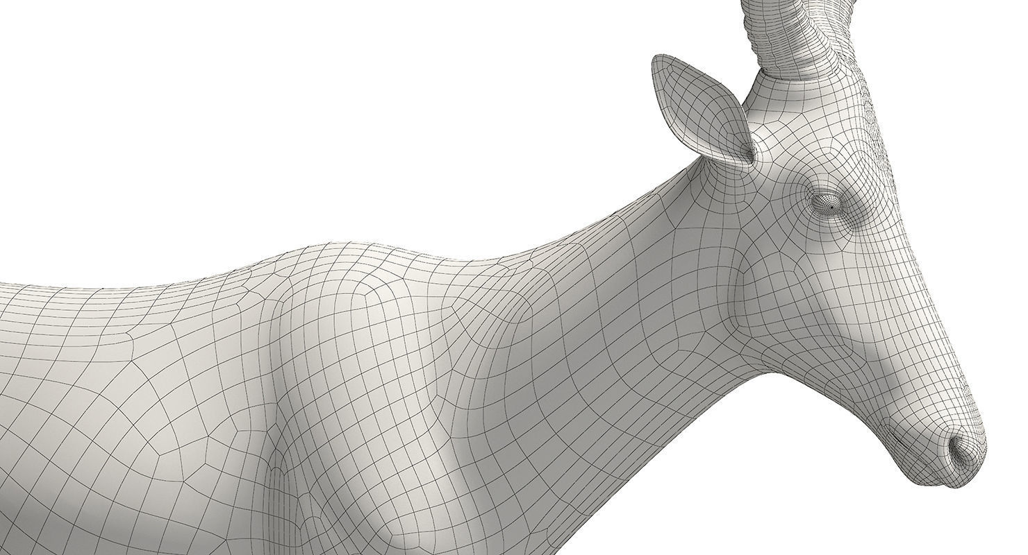 RED HARTEBEEST 3D model_13