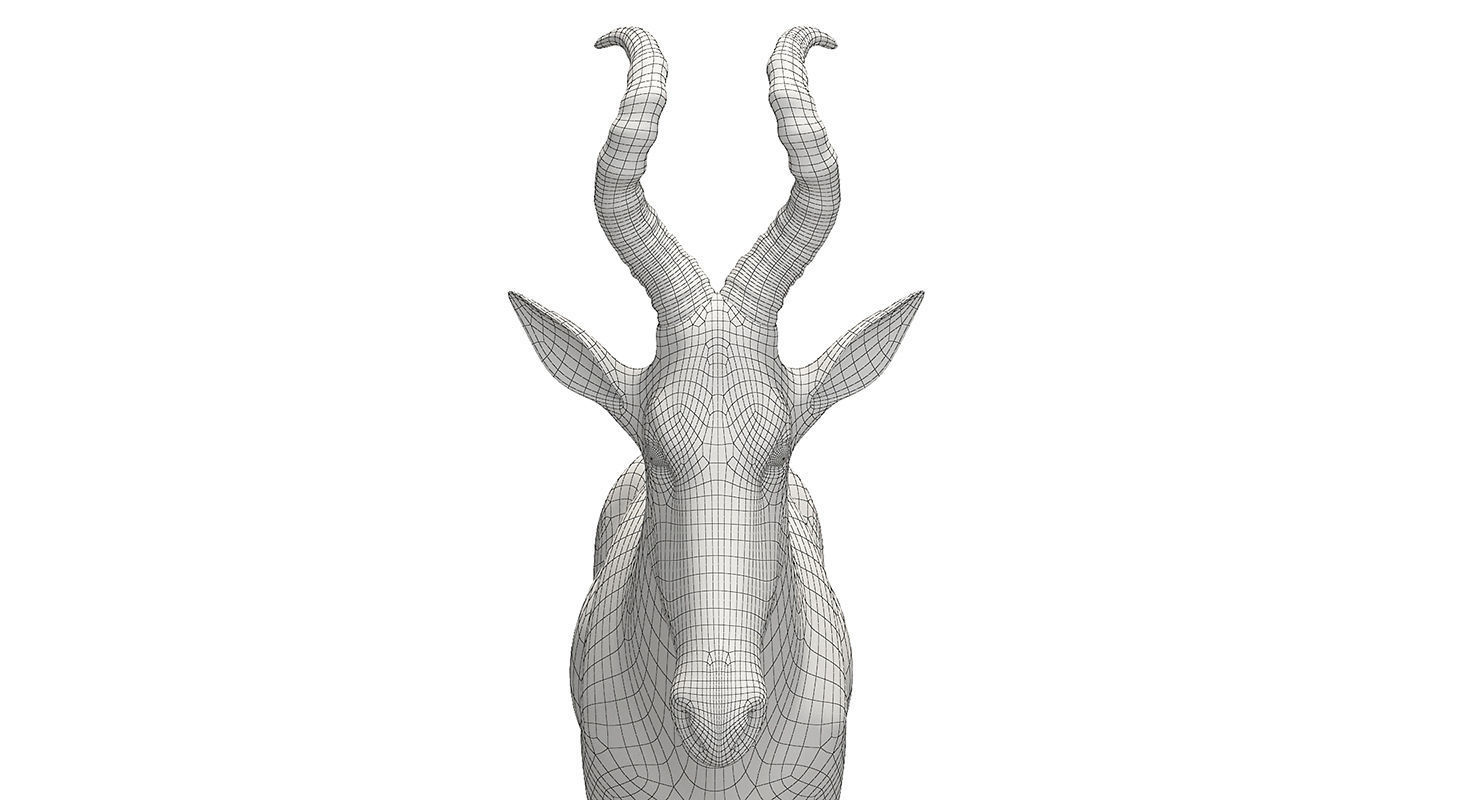 RED HARTEBEEST 3D model_12