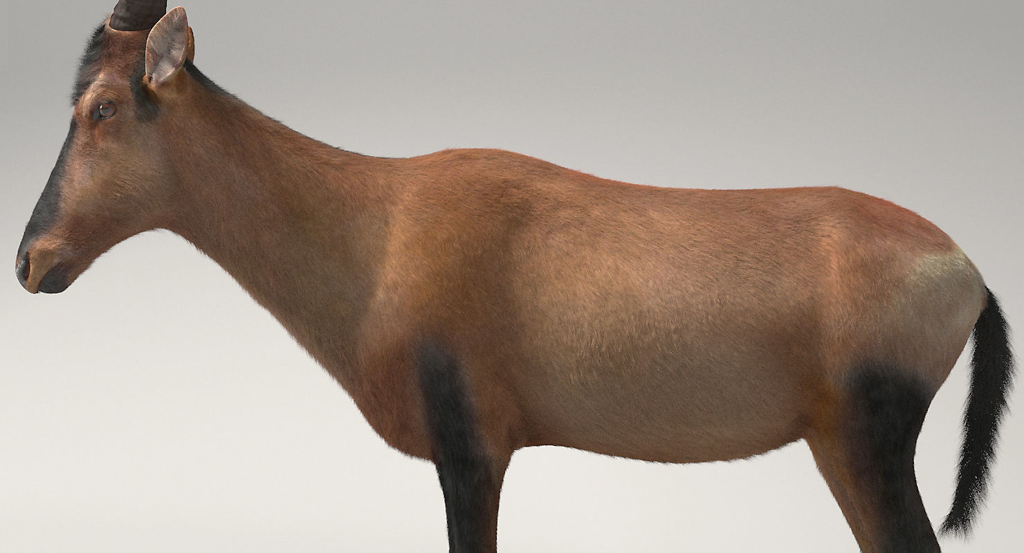 RED HARTEBEEST 3D model_9