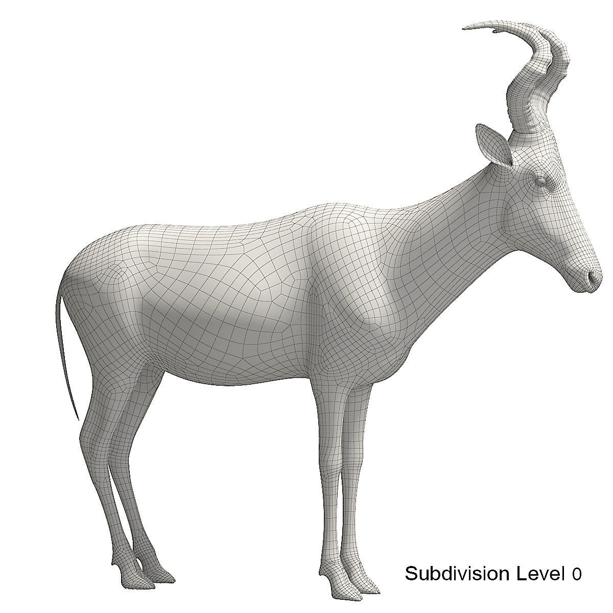 RED HARTEBEEST 3D model_15