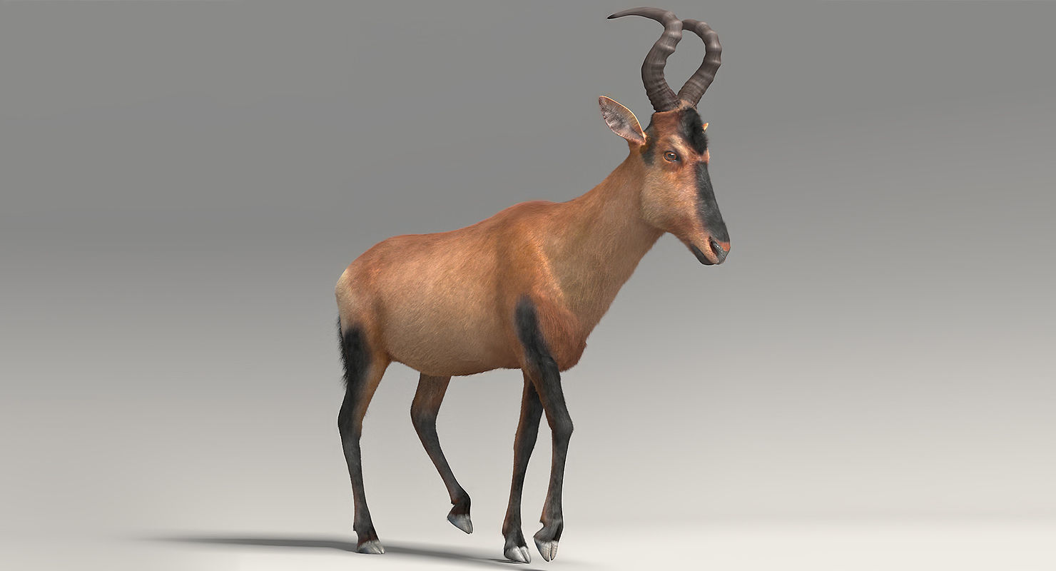 RED HARTEBEEST 3D model_3