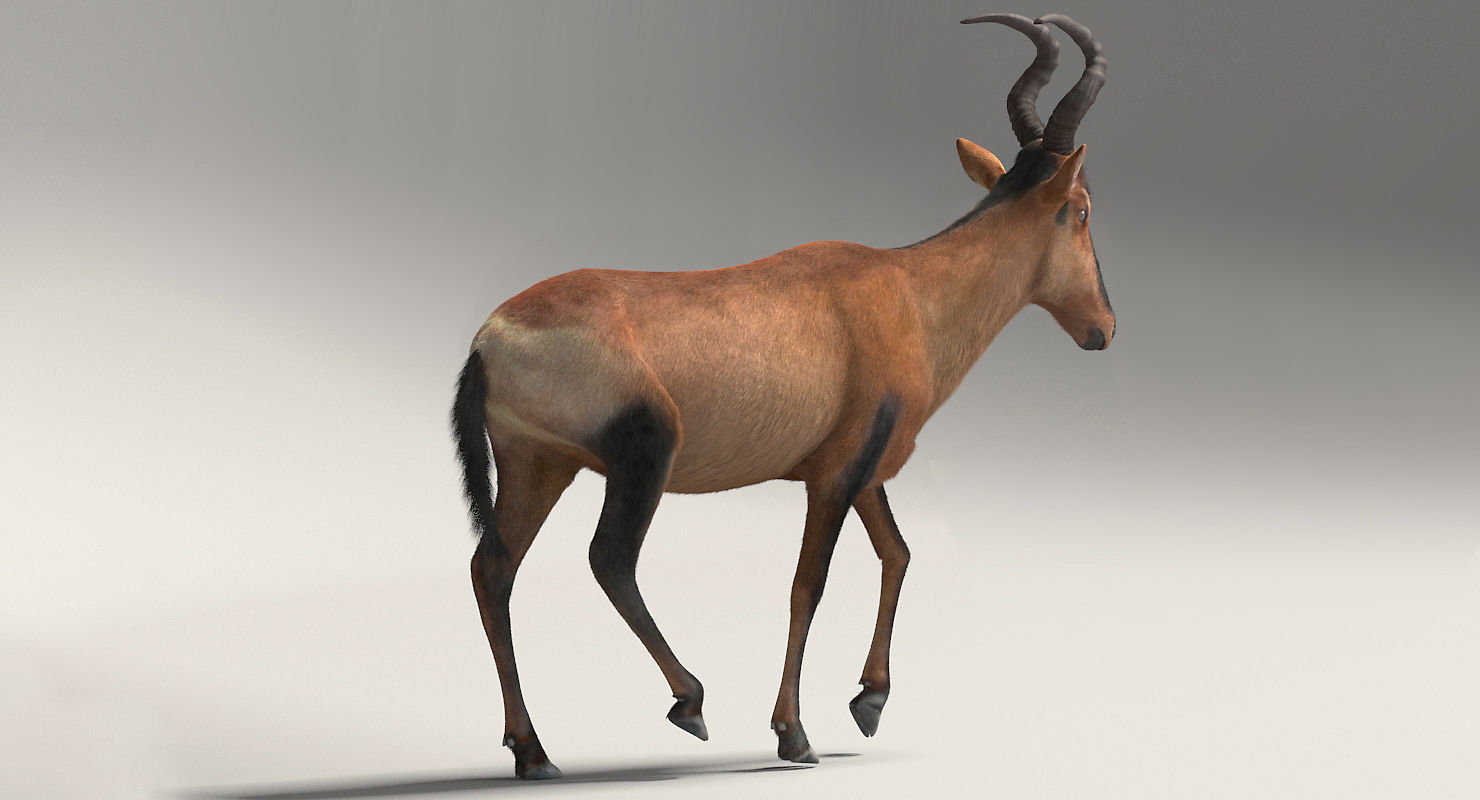 RED HARTEBEEST 3D model_4