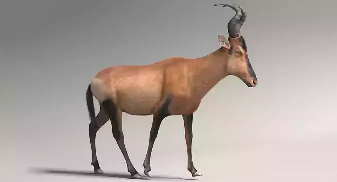 RED HARTEBEEST 3D model