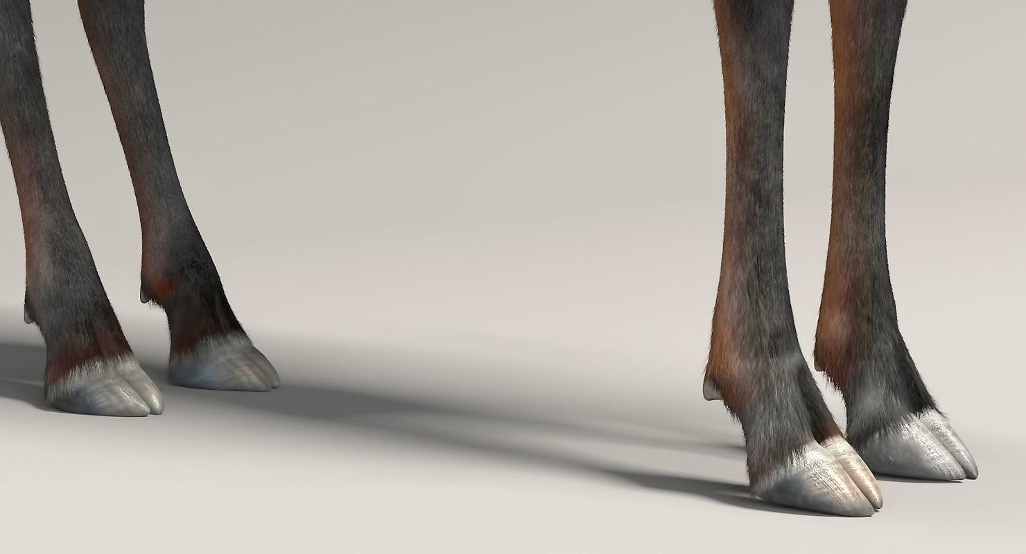 RED HARTEBEEST 3D model_7