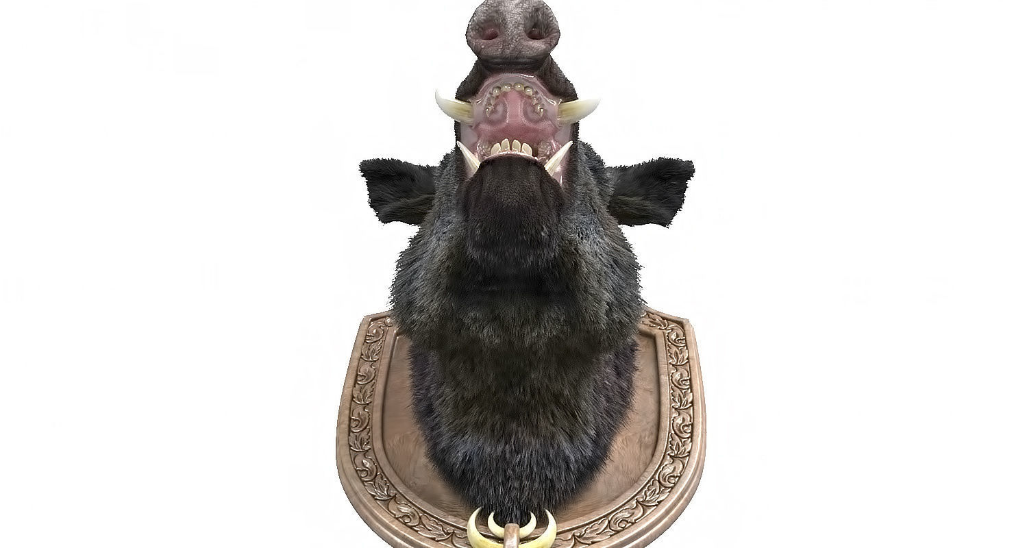 Wild boar head trophy 3D model_4