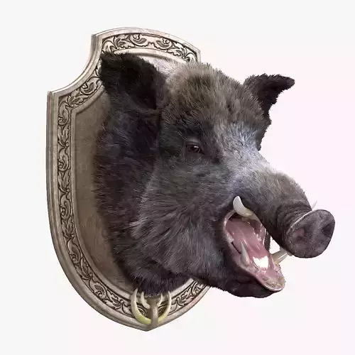 Wild boar head trophy 3D model