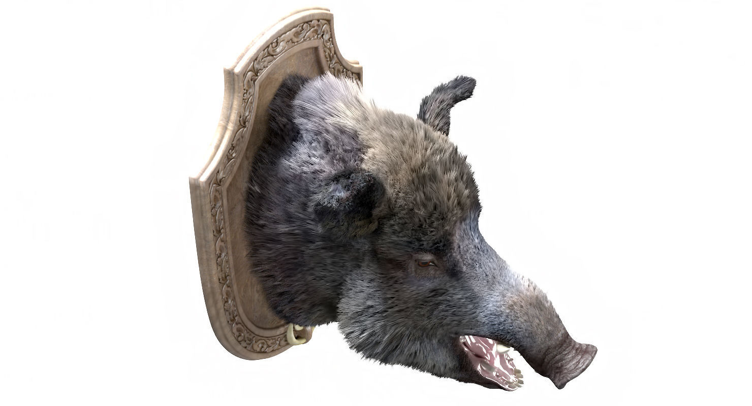 Wild boar head trophy 3D model_5