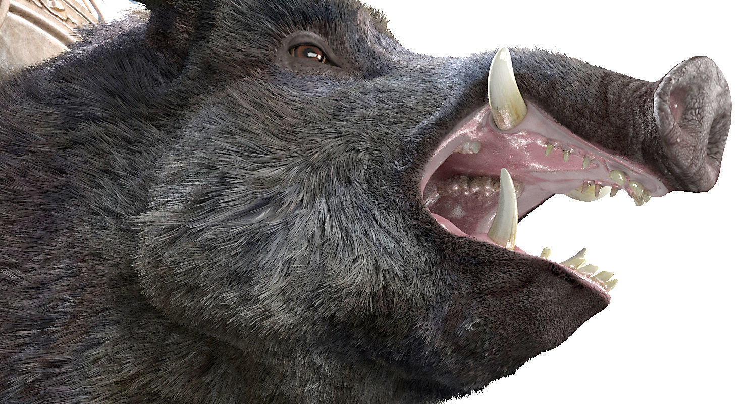 Wild boar head trophy 3D model_6