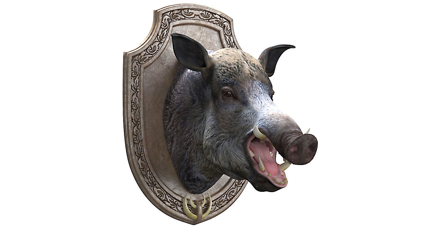 Wild boar head trophy 3D model_11